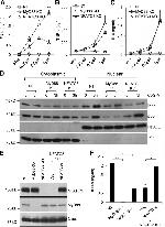 IRF7 Antibody in Western Blot (WB)