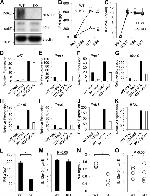 IRF7 Antibody in Western Blot (WB)