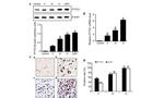 Securin Antibody in Western Blot, Immunohistochemistry (WB, IHC)