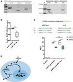 CYP26C1 Antibody in Western Blot (WB)