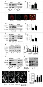 DNM1L Antibody in Western Blot (WB)
