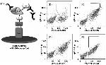 Myc Tag Antibody in Flow Cytometry (Flow)
