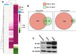 IFIT1 Antibody in Western Blot (WB)