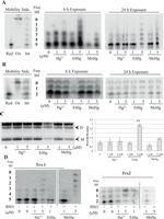 PRDX3 Antibody in Western Blot (WB)