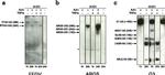 Aggrecan Antibody in Western Blot (WB)