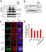 RPA2 Antibody in Immunocytochemistry (ICC/IF)