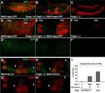 GFP Antibody in Immunocytochemistry (ICC/IF)