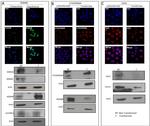 JMJD2C Antibody in Western Blot (WB)