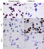 iNOS Antibody in Immunocytochemistry (ICC/IF)