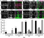 GFP Antibody in Immunohistochemistry (IHC)