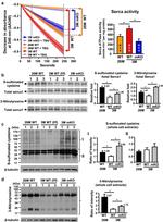 SERCA1 ATPase Antibody in Western Blot (WB)
