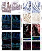 CD44var (v6) Monoclonal Antibody (9A4), eBioscience™