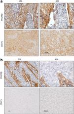 CDCP1 Antibody in Immunohistochemistry (IHC)