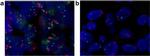 CDCP1 Antibody in Immunohistochemistry (IHC)