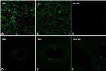 Connexin 43 Antibody in Immunohistochemistry, Immunocytochemistry (IHC, ICC/IF)