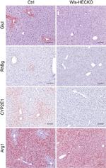 RHBG Antibody in Immunohistochemistry (Paraffin) (IHC (P))