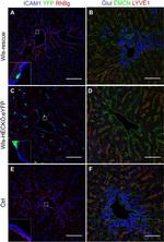 RHBG Antibody in Immunocytochemistry (ICC/IF)