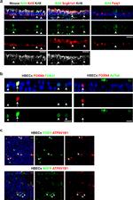 NGFR Monoclonal Antibody (ME20.4)