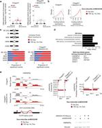 hnRNP DL Antibody in Western Blot (WB)