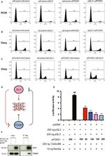 FOXS1 Antibody in Western Blot (WB)