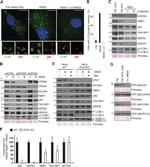 VPS34 Antibody in Western Blot (WB)