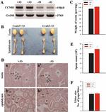 Cyclin B3 Antibody in Western Blot (WB)
