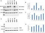 MAP2 Antibody in Western Blot (WB)