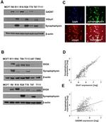 GAD67 Antibody in Western Blot (WB)