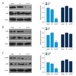 PIK3CA Antibody in Western Blot (WB)
