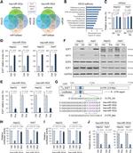 E2F7 Antibody in Western Blot (WB)