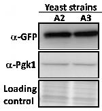 GFP Antibody in Western Blot (WB)