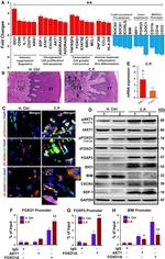 Bim Antibody in Western Blot (WB)