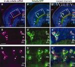GFP Antibody in Immunohistochemistry (IHC)