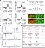 CHST11 Antibody in Western Blot (WB)