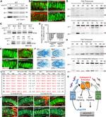 CHST11 Antibody in Western Blot (WB)