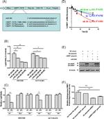 RPRD1B Antibody in Western Blot (WB)
