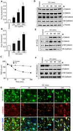 VE-cadherin Antibody in Western Blot (WB)