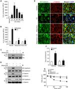 VE-cadherin Antibody in Western Blot (WB)