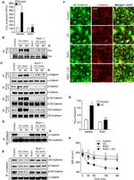 VE-cadherin Antibody in Western Blot (WB)