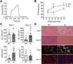 Dystrophin Antibody in Immunohistochemistry (IHC)