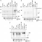 C4BPA Antibody in Western Blot (WB)