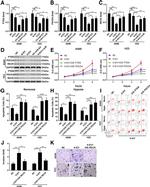 RECK Antibody in Western Blot (WB)