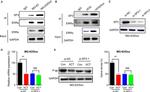 SP4 Antibody in Western Blot (WB)