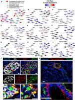 TSPAN8 Antibody in Immunohistochemistry (Paraffin) (IHC (P))
