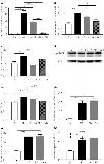 Cyclin D2 Monoclonal Antibody (DCS3.1)