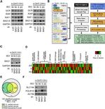 POLR1D Antibody in Western Blot (WB)
