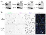 PREB Antibody in Western Blot (WB)