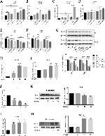PPARGC1A Antibody in Western Blot (WB)