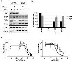 TUFM Antibody in Western Blot (WB)