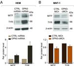 MiTF Antibody in Western Blot (WB)